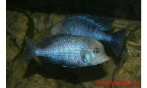 Cyrtocara moorii